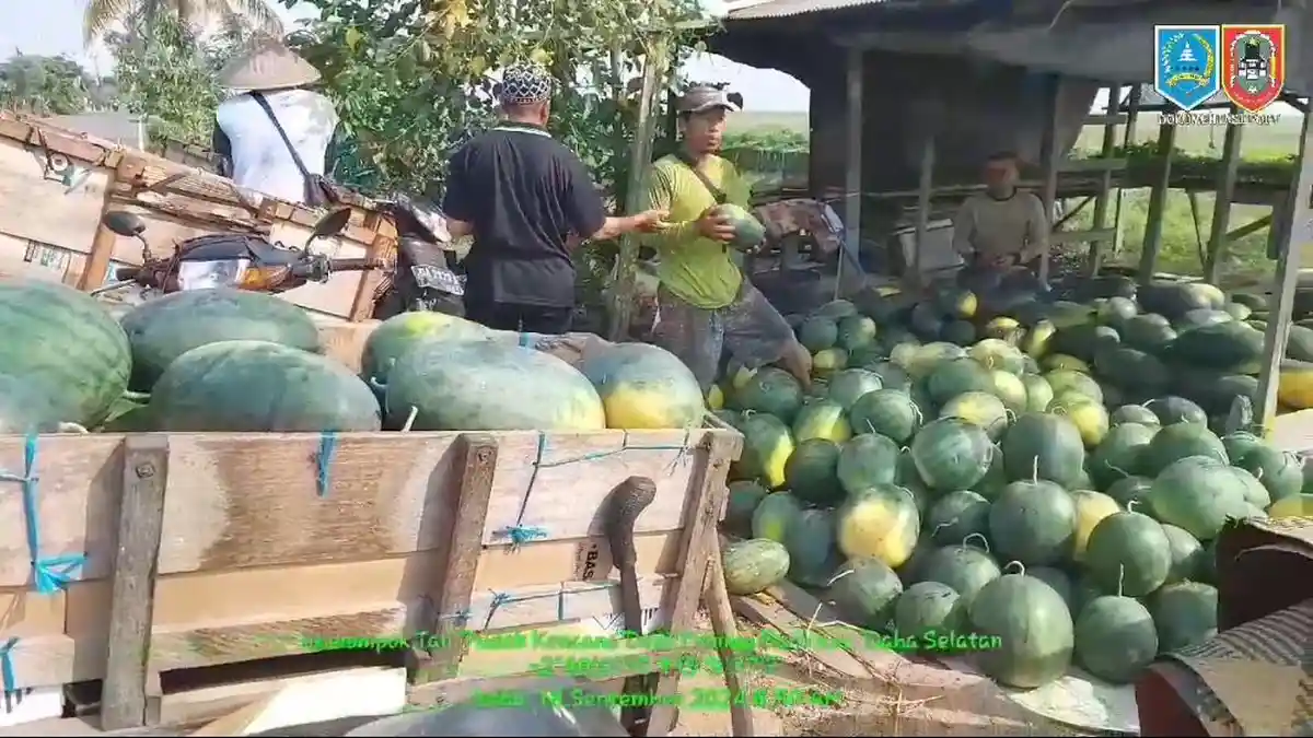 Panen Raya, Harga Semangka di HSS Turun, Petani Desa Muning Daha Selatan Pasrah
