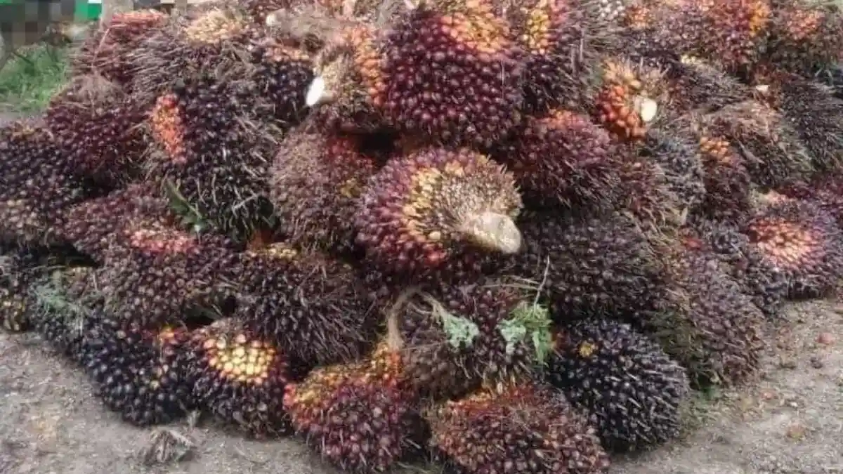 Harga Sawit di Jambi Hari Ini Naik Lagi, Kini di Level Rp 2.988 per Kg