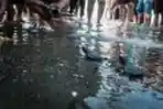 Pelepasan Tukik Lekang