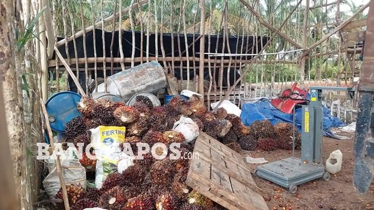 Harga TBS Sawit di Babel Terjun Bebas, APKASINDO Bakal Sampaikan Aspirasi ke DPRD