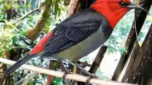 Burung-Myzomela-Irianawidodoae-yang-ada-di-Pulau-Rote.jpg