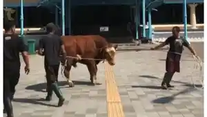 sapi-titiek-ngambek-di-solo.jpg