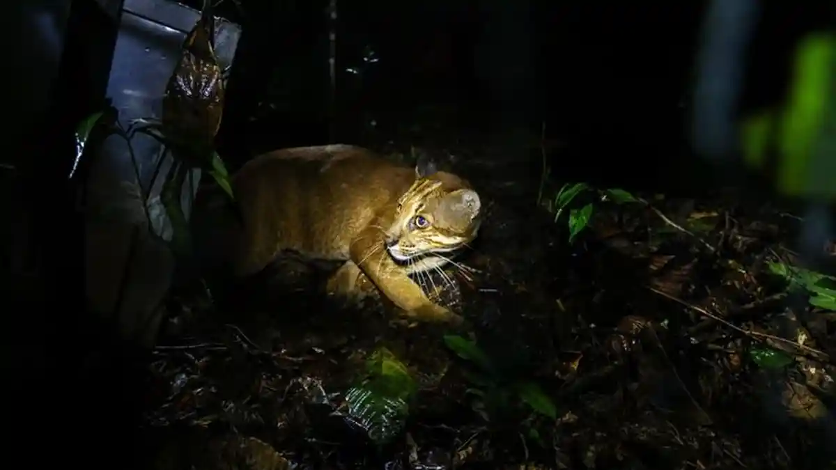 Usai 2 Tahun Direhabilitasi, Sepasang Kucing Emas Langka Dilepasliarkan di Hutan Lampung