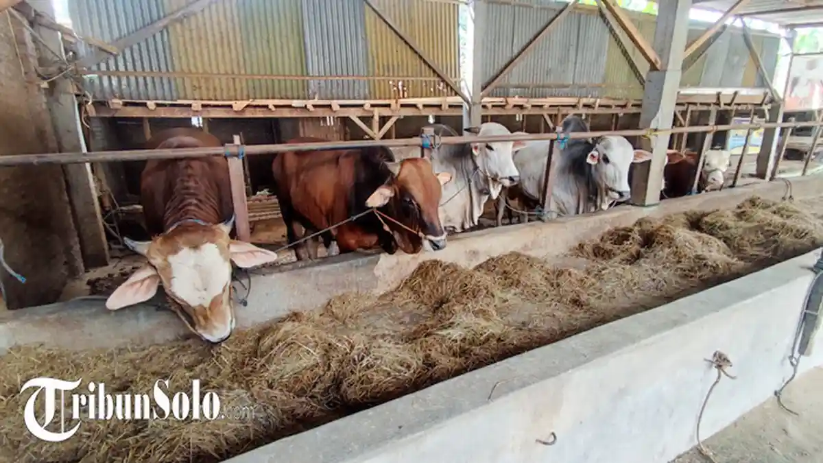 Cegeh Penyebaran Antraks, Pemkab Klaten Stop Sapi Dari Gunung Kidul, Vaksinasi Sapi Segera Dilakukan