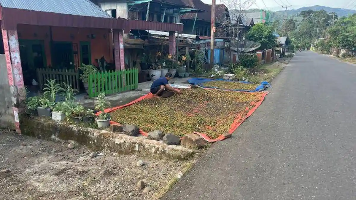 Harga Kopi di Empat Lawang Kini Rp53 Ribu per Kilo, Petani Berharap Bisa Tembus Hingga Rp70 Ribu - Tribunsumsel.com