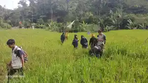 KEMUNCULAN-HARIMAU-Tim-Balai-der-Daydan-identifikasid.jpg
