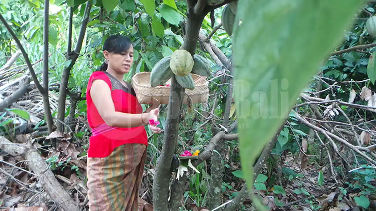 Tumpek Wariga Sebentar Lagi, Siapkan Ini Tribunners