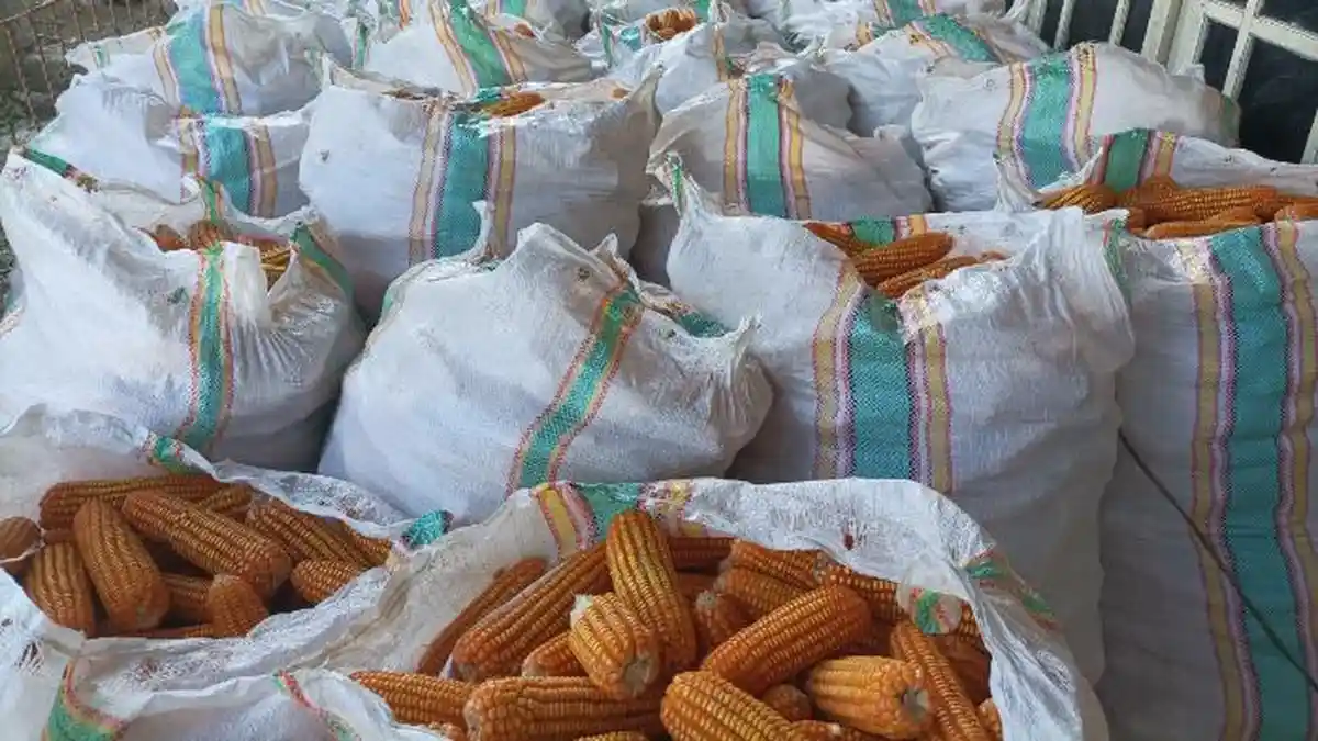 Harga Anjlok Saat Panen, Petani di Bone: Puang Amran Minta Pembeli Tak Menawar