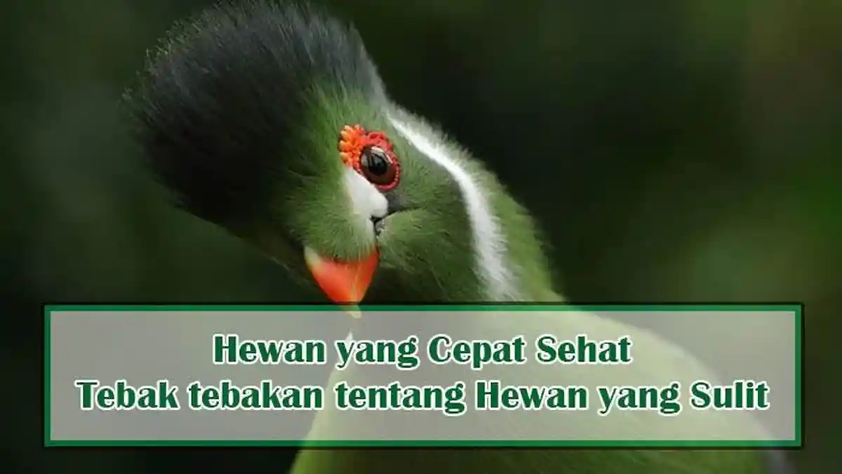 Hewan yang Cepat Sehat, Tebak tebakan tentang Hewan yang Sulit , Teka teki Joke Harian