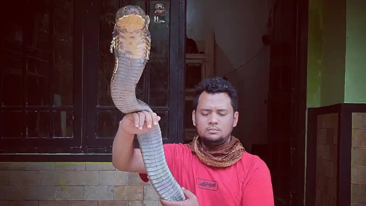 Digigit Ular King Kobra Peliharaannya, Panji Petualang Beri Peringatan: Jangan Takabur