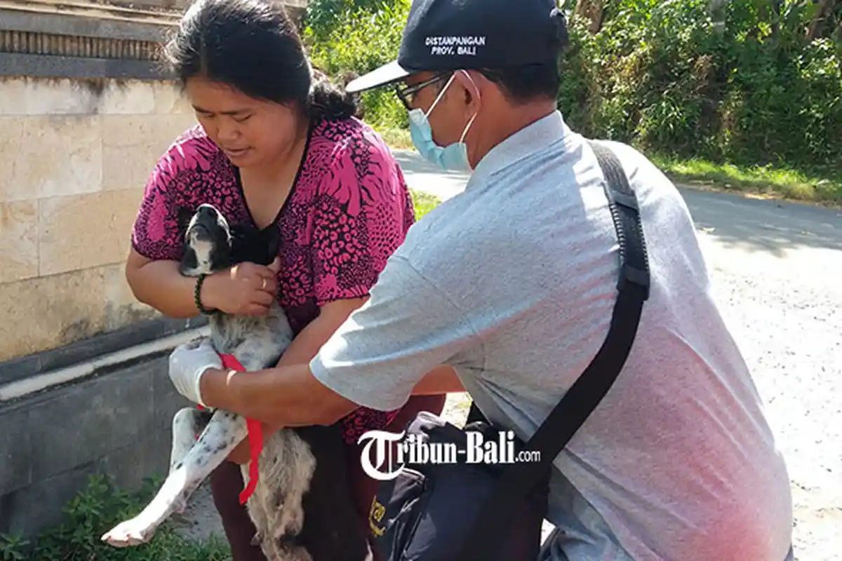 Populasi Anjing di Tulikup Gianyar 290 Ekor, Per Hari Tim Vaksin Rabies Harus Vaksin 100 Ekor Anjing