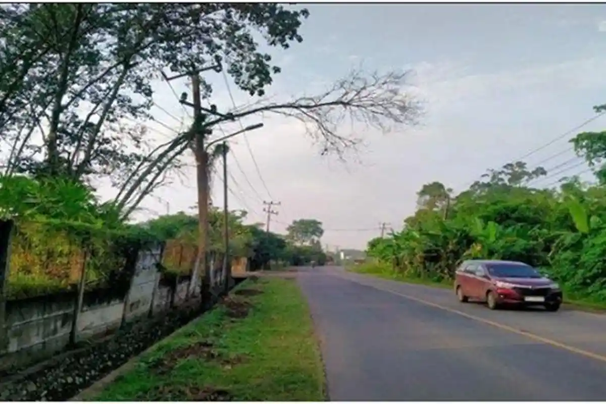 Cara Ajukan Permohonan Pemangkasan Pohon ke Pemkot Palembang Dinas PRKP, Layanan Gratis