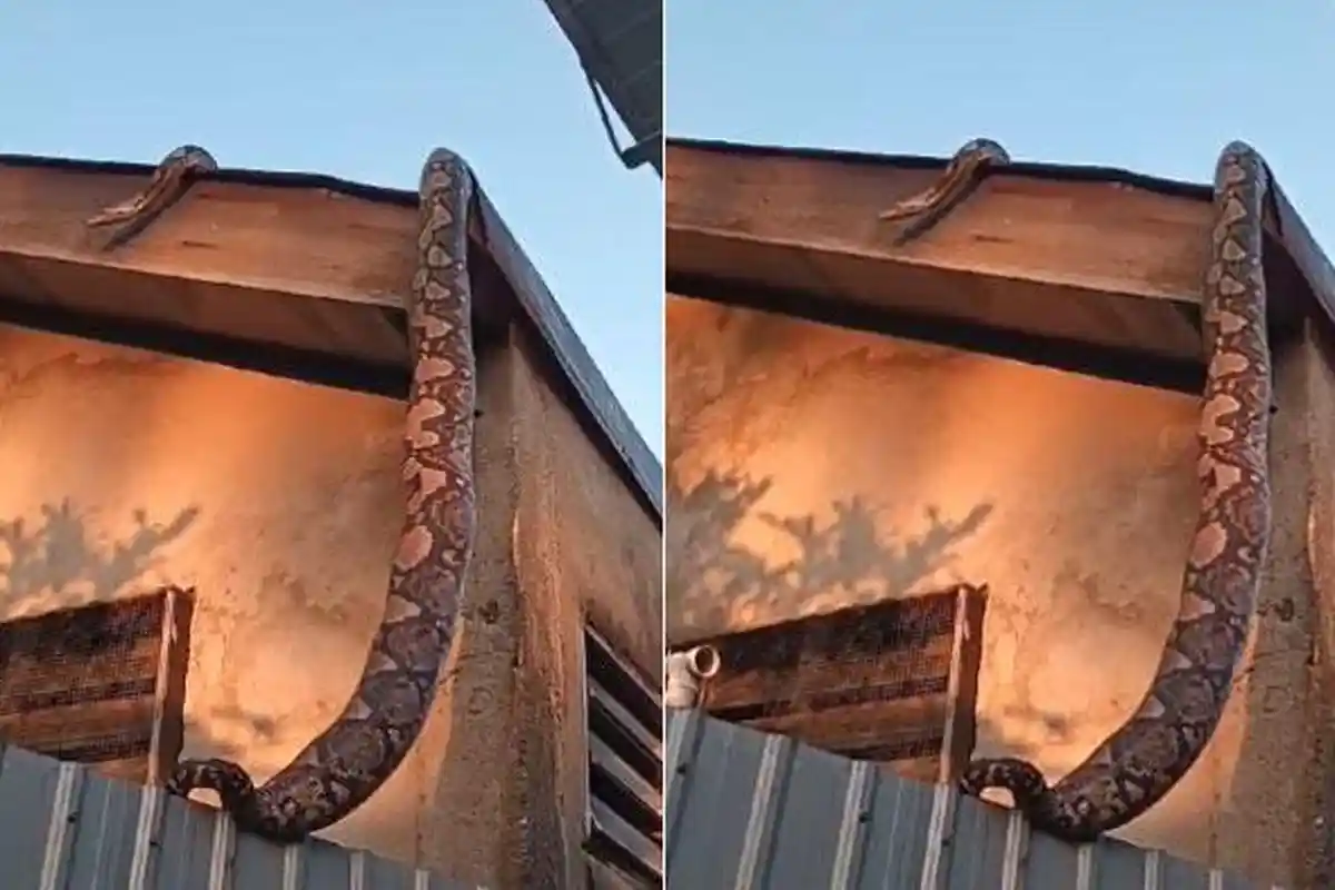Viral Ular Piton Raksasa di Atap Rumah Warga, Masih Bergerak Seolah Mencari Mangsa