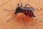 istimewa-ilustrasi-nyamuk.jpg