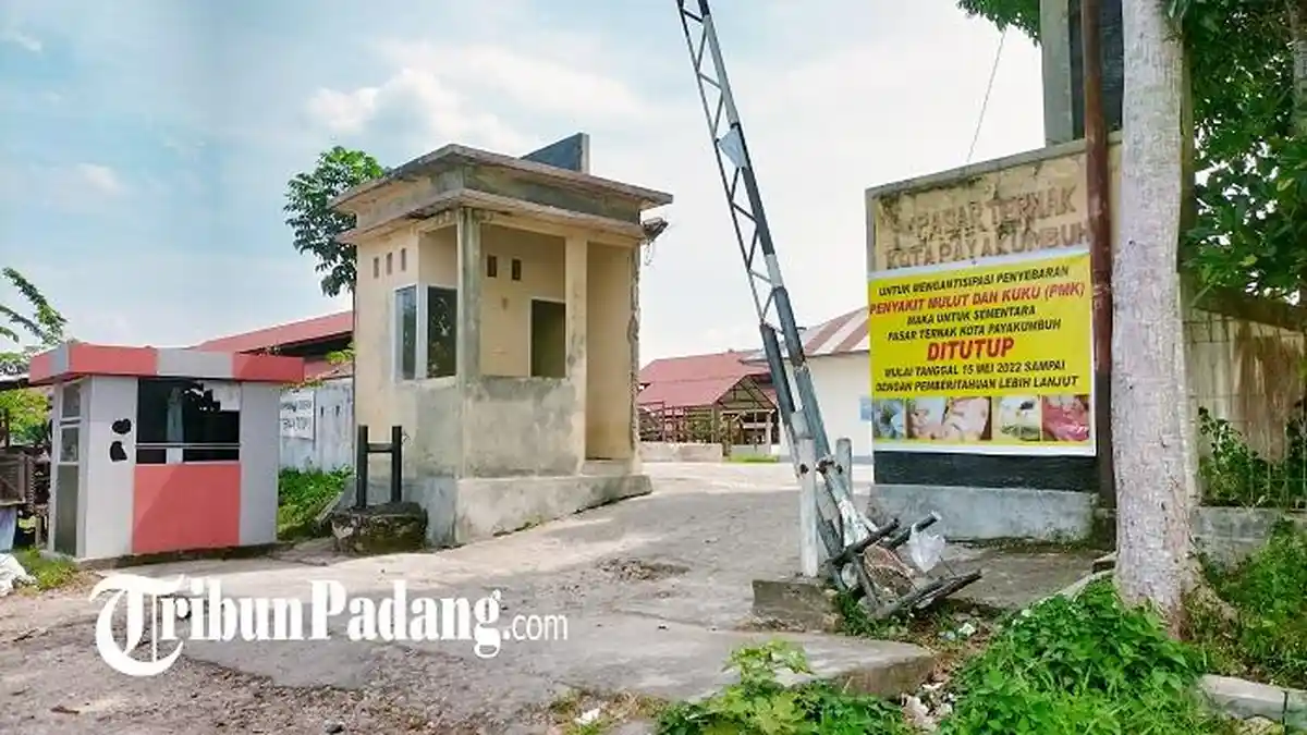 Pemko Payakumbuh Buka Kembali Pasar Ternak, Ini Syarat Bagi Ternak yang Akan Masuk
