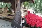 Persiapan Kandang Natal di Gereja Katolik Katedral Jakarta