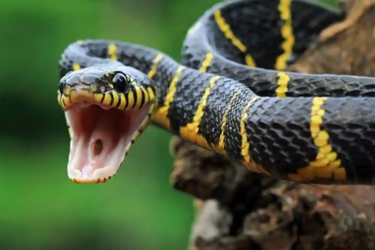 Arti Mimpi Dililit Ular Pertanda Datangnya Jodoh hingga Keberuntungan