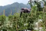 Panen Cabai Hijau Besar Menurun Hingga 30%
