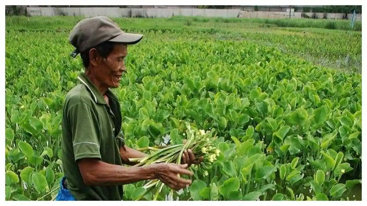 Manfaat Sayur Genjer untuk Kesehatan yang Selama Ini Sering Diabaikan