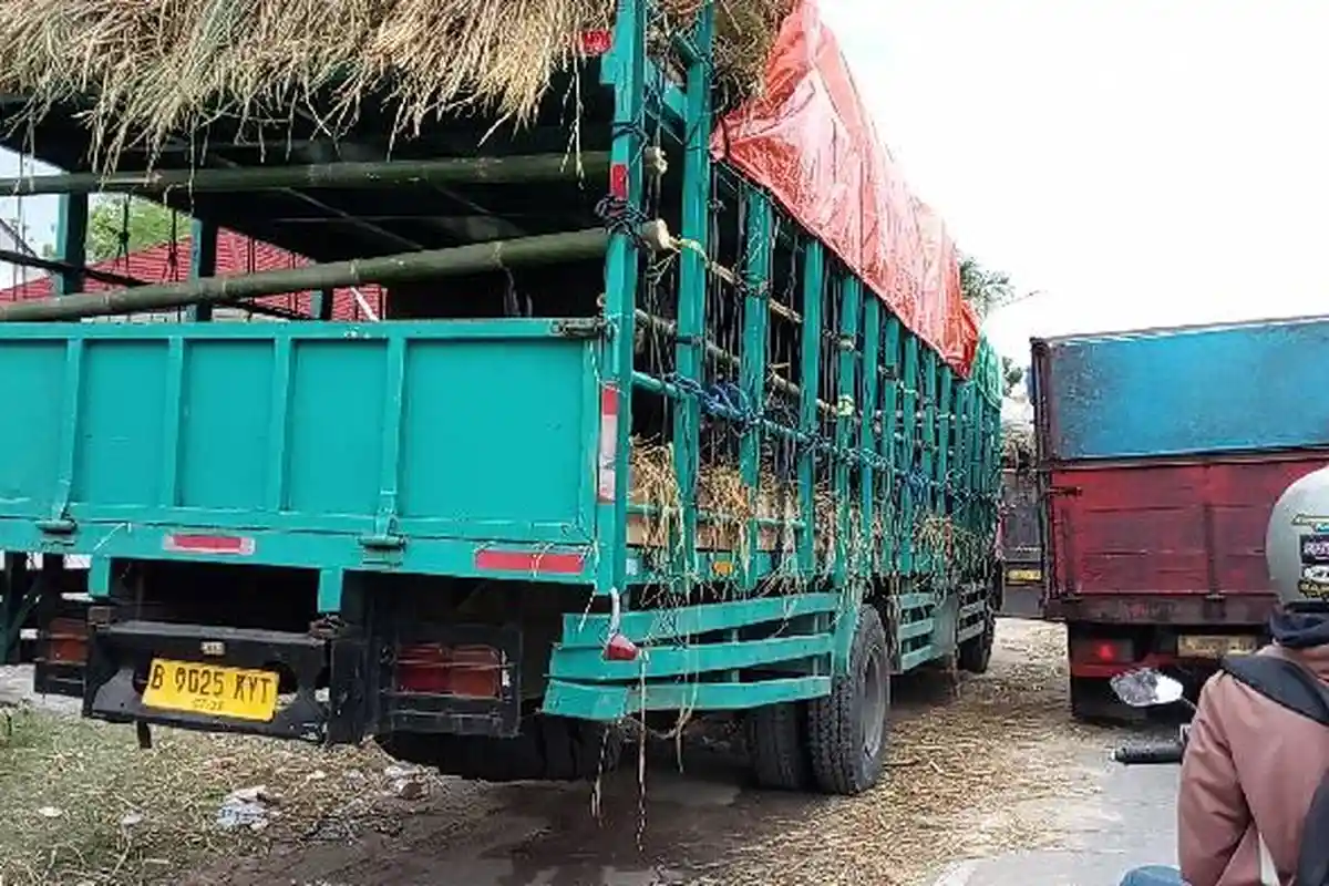 Puluhan Truk Sapi Antre di Pelabuhan Poto Tano Jelang Iduladha