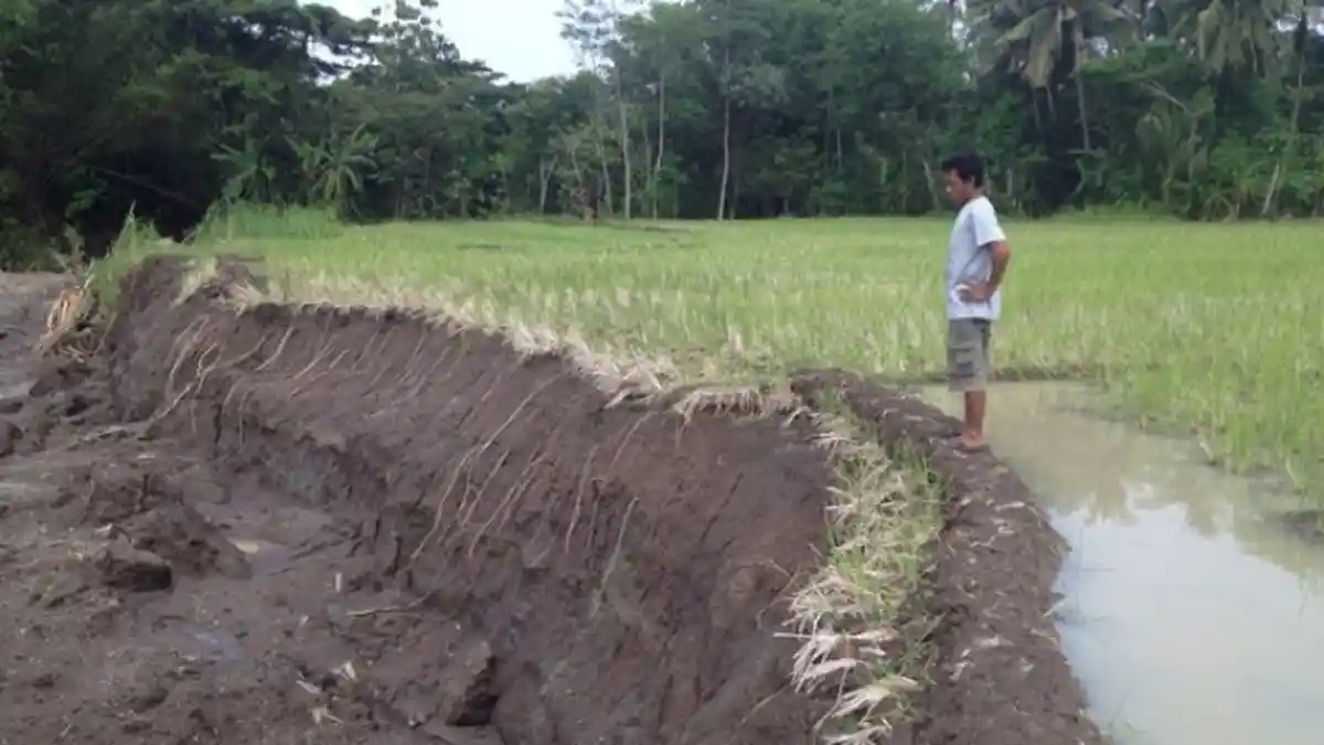 Ribuan Meter Sawah di Imogiri Bantul Ambles, Ini Penyebabnya