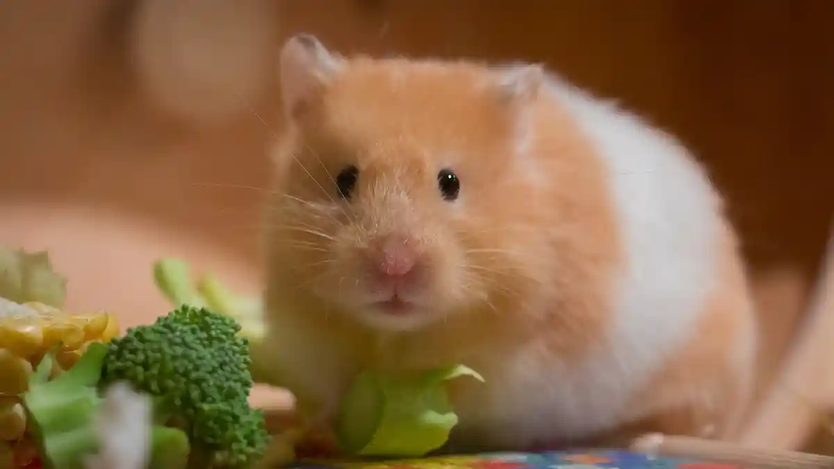 Arti Mimpi Memelihara Hamster, Tanda Kebijaksanaan dalam Keputusan