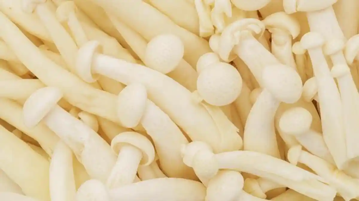 Tercemar Bakteri Listeria, Jamur Enoki Dimusnahkan Kementan