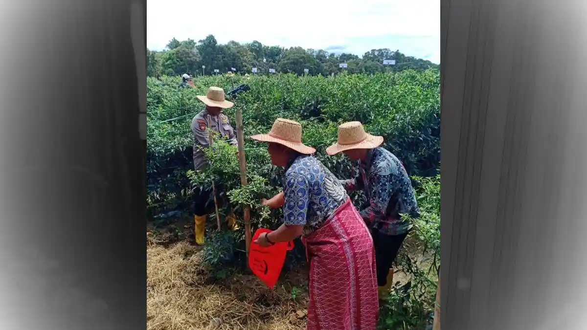 Bupati Simalungun Hadiri Panen Raya Cabai Merah