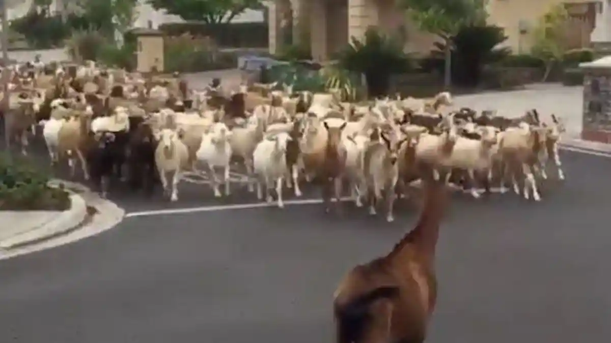 Bosan Di Rumah, 200 Kambing Serbu Perumahan Warga, Makan Tanaman Warga, Ternyata Ini Penyebabnya