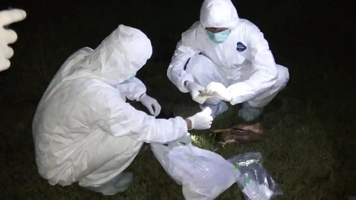 Sederet Fakta Geger Hewan Mati Mendadak di Cibarusah: Bukan Wabah Virus, Ternyata Ini Penyebabnya