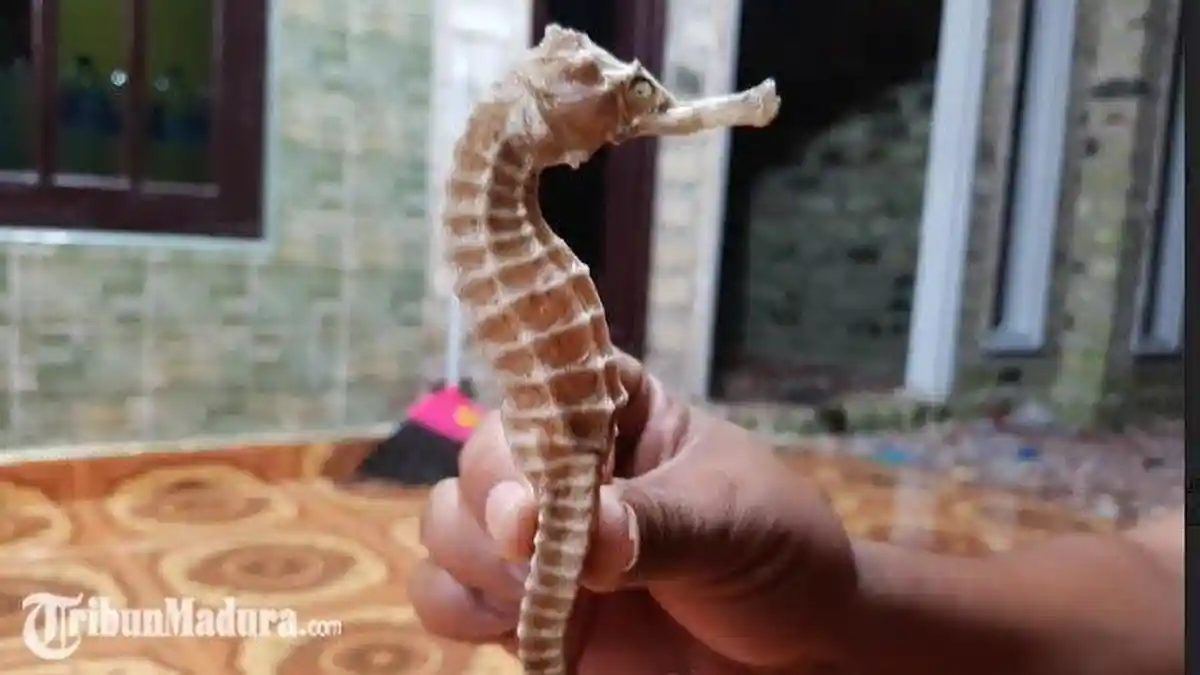 Kuda Laut Langka Ditemukan Nelayan di Perairan Sumenep, Dipercaya Bisa Obati Sakit Punggung