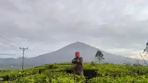 Kebun-teh-Kayu-Aro-ini-berada-tepat-di-bawah-kaki-gunung-kerinci.jpg