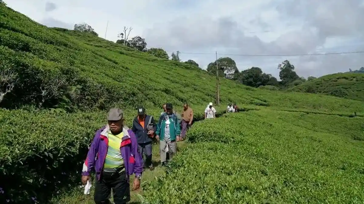 Terjawab, Ini Asal Usul Pemetik Teh di Puncak Bogor, Sehari Bisa Memanen 50 Kilogram Daun Teh