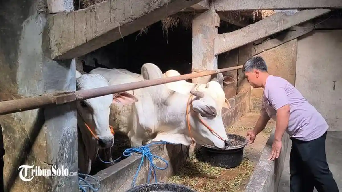 9 Ekor Sapi Kurban di Klaten Mati, Peternak Merugi hingga Rp 190 Juta