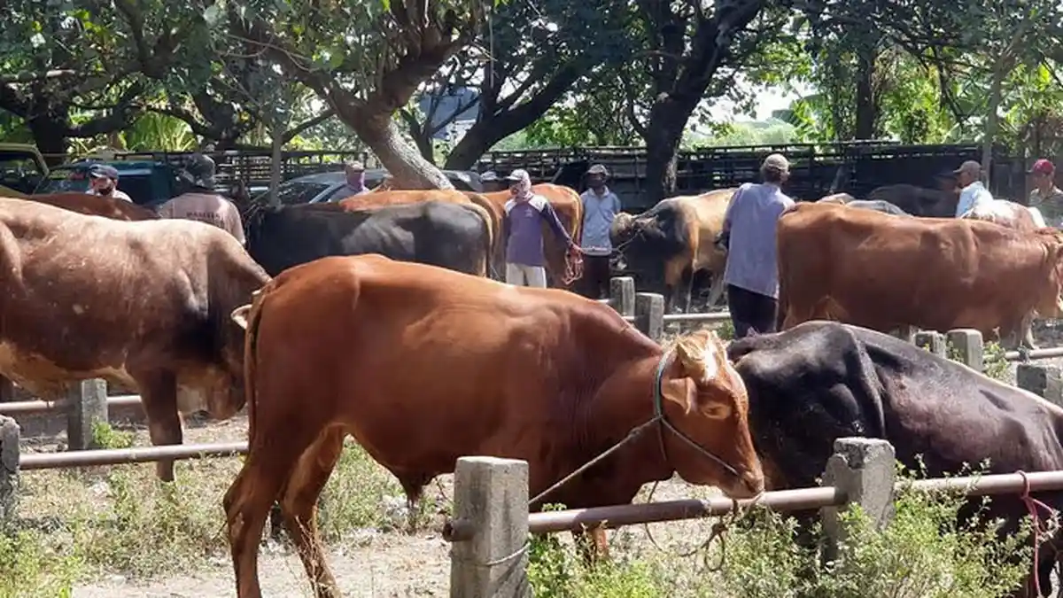Waktu Penyembelihan Hewan Kurban yang Halal Saat Idul Adha 2020 Menurut Kemenag, Dilengkapi Syarat