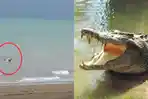 buaya-membawa-jasad-manusia_20180127_174557.jpg
