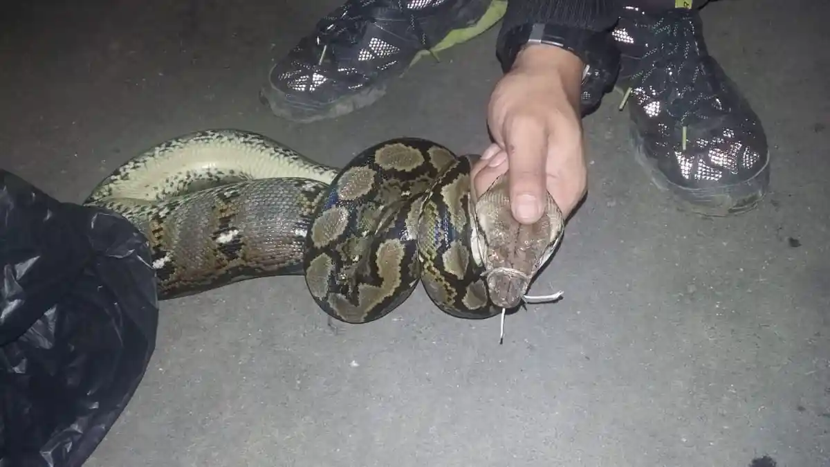 Ini Arti Mimpi Membunuh Ular Putih atau Hitam, Jika Tak Berhasil Jadi Pertanda Buruk ?