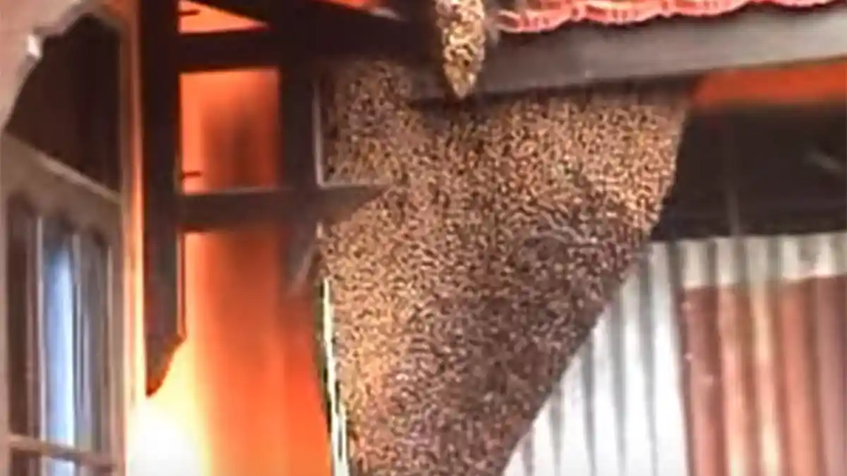 11 Orang Dilarikan ke Rumah Sakit Karena Tersengat Lebah di Klaten, Begini Kronologisnya