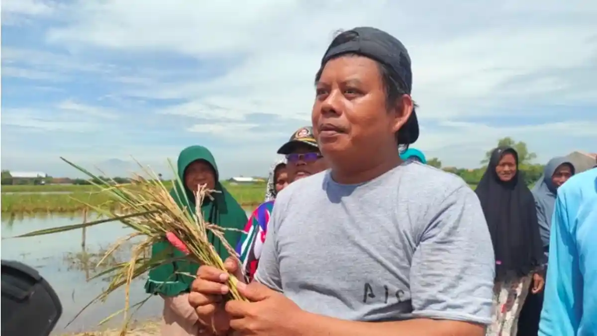 Petani di Demak Curhat Sawahnya Tenggelam Diduga Karena Proyek Tol, Kini Jadi Seperti Rawa