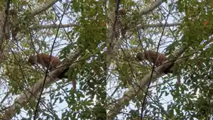 hewan-langka-kucing-emas-itu-keBalai-Konservasi-Sumber-Daya-Alam-BKSDA-Provinsi-Lampung.jpg