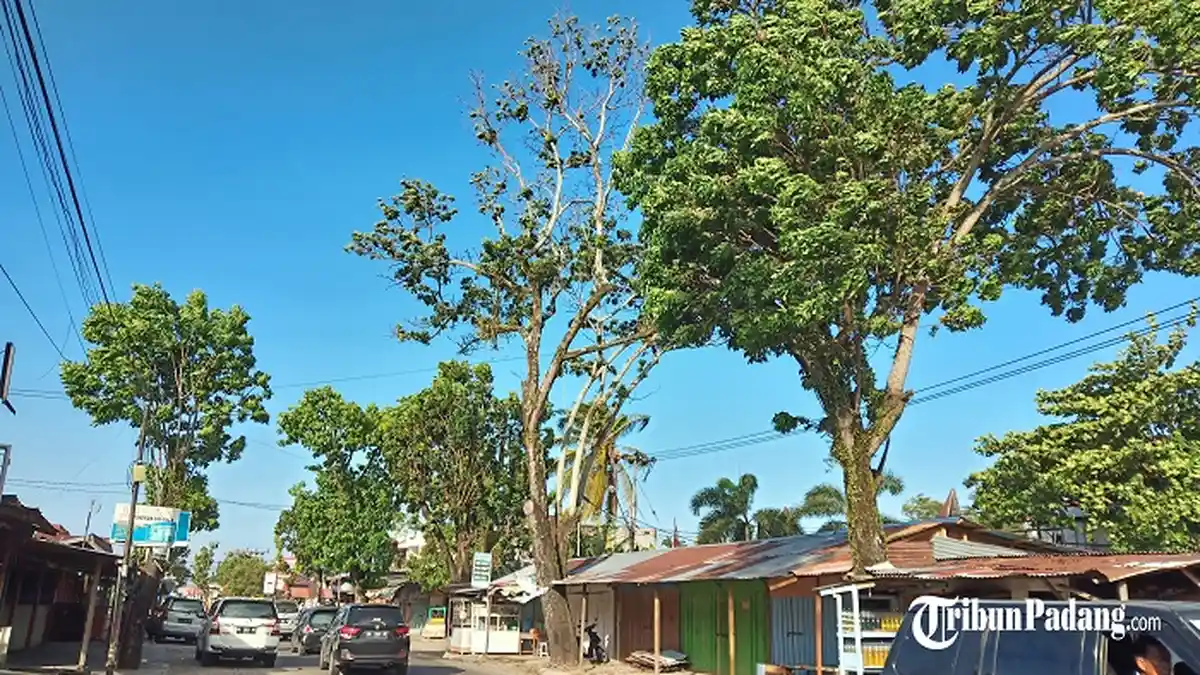 Angin Kencang Melanda Padang dan Sejumlah Daerah di Sumbar, BMKG Ungkap Penyebabnya