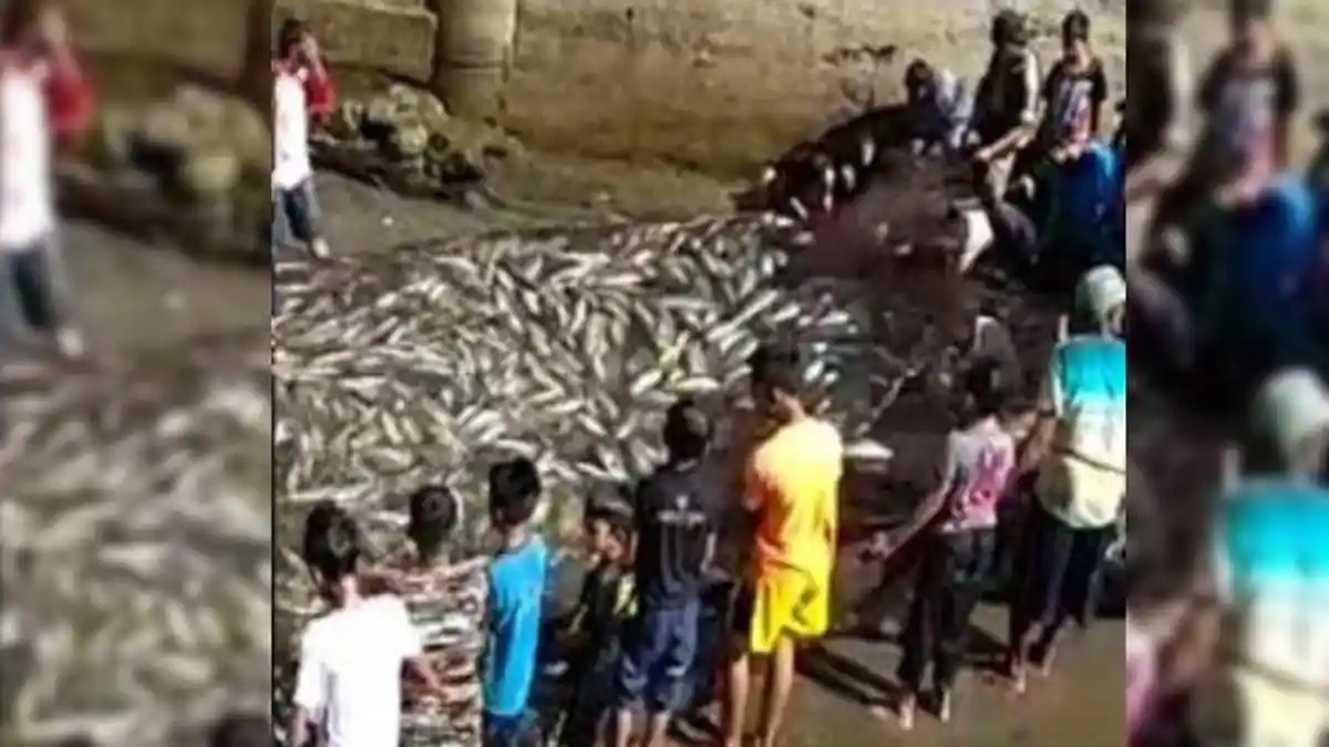 Heboh Fenomena Langka di Aceh, Ratusan Ikan Kuwe Terjaring Pukat Nelayan, Ini Pengakuan Warga