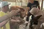 CEK-HEWAN-KURBAN-disnakkan-Ciamis-1152026-1.jpg