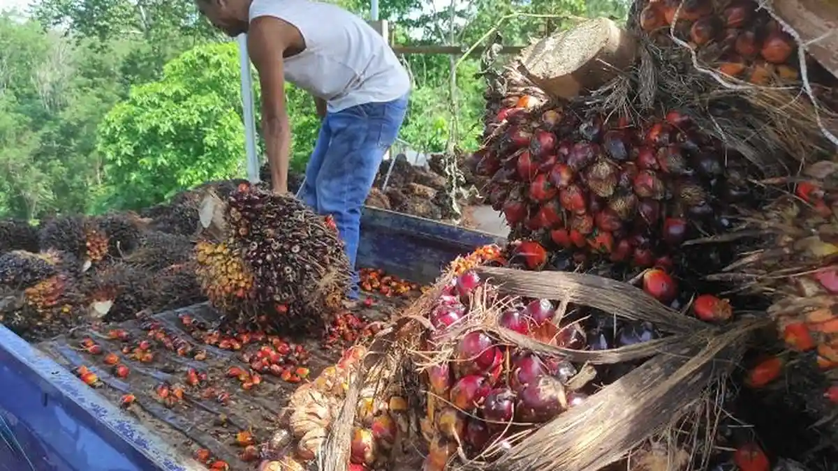Dukung Demo Sawit di Jakarta, Ini Curhat Pemilik Kebun Sawit di Empat Lawang