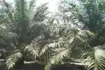 Produksi Normal, Harga Sawit dari Petani di Aceh Singkil Kokoh Rp2.550/Kg