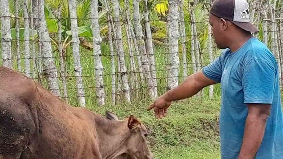 Belasan Sapi di Aceh Besar Mati Mendadak, Ini Dugaan Penyebabnya