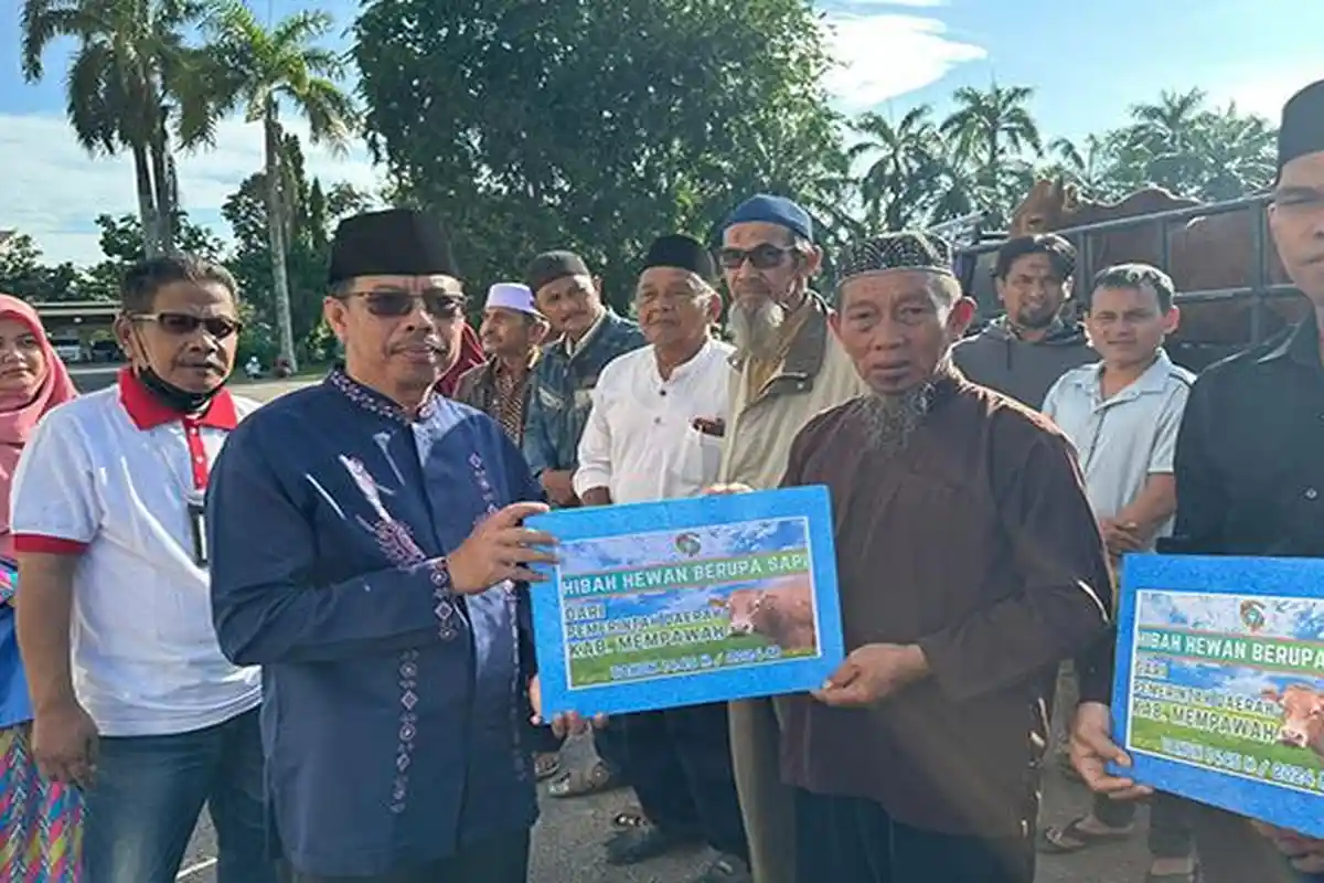 Pemkab Mempawah Salurkan 22 Ekor Sapi Kurban Idul Adha untuk di Sembilan Kecamatan