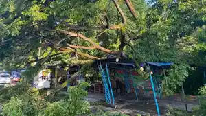 pohon-tumbang-kendari-new.jpg