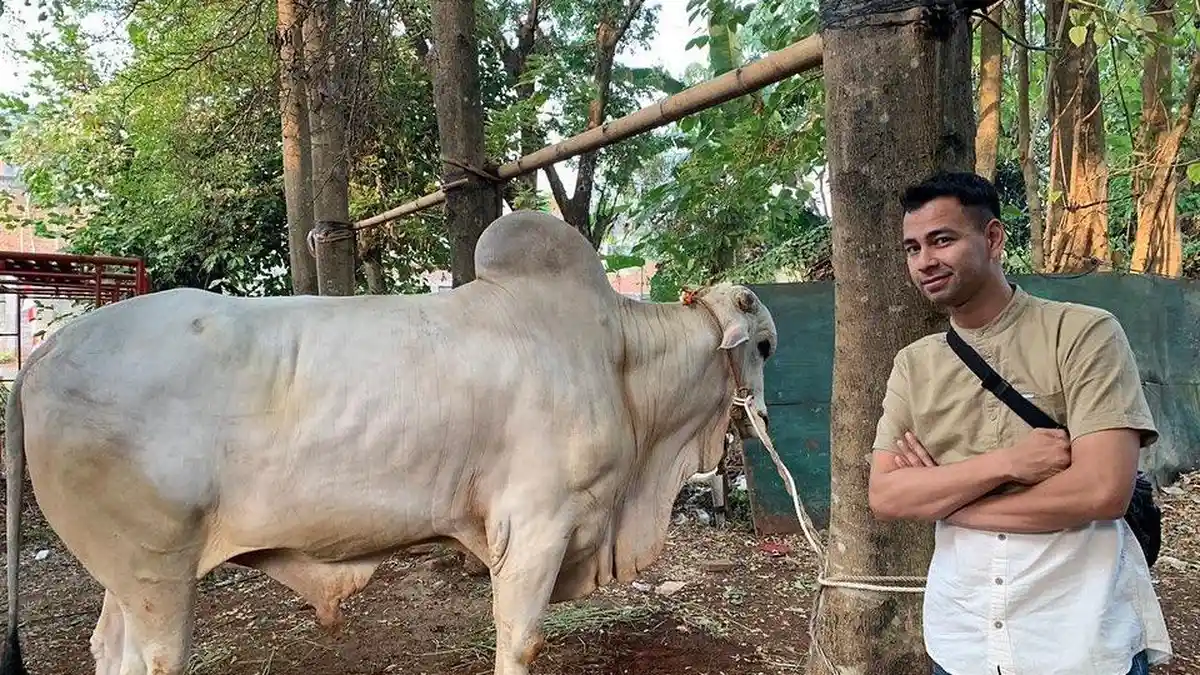 Raffi Ahmad Berharap Mendapatkan Banyak Berkah Usai Kirim Sapi ke Pesantren Suami Kartika Putri