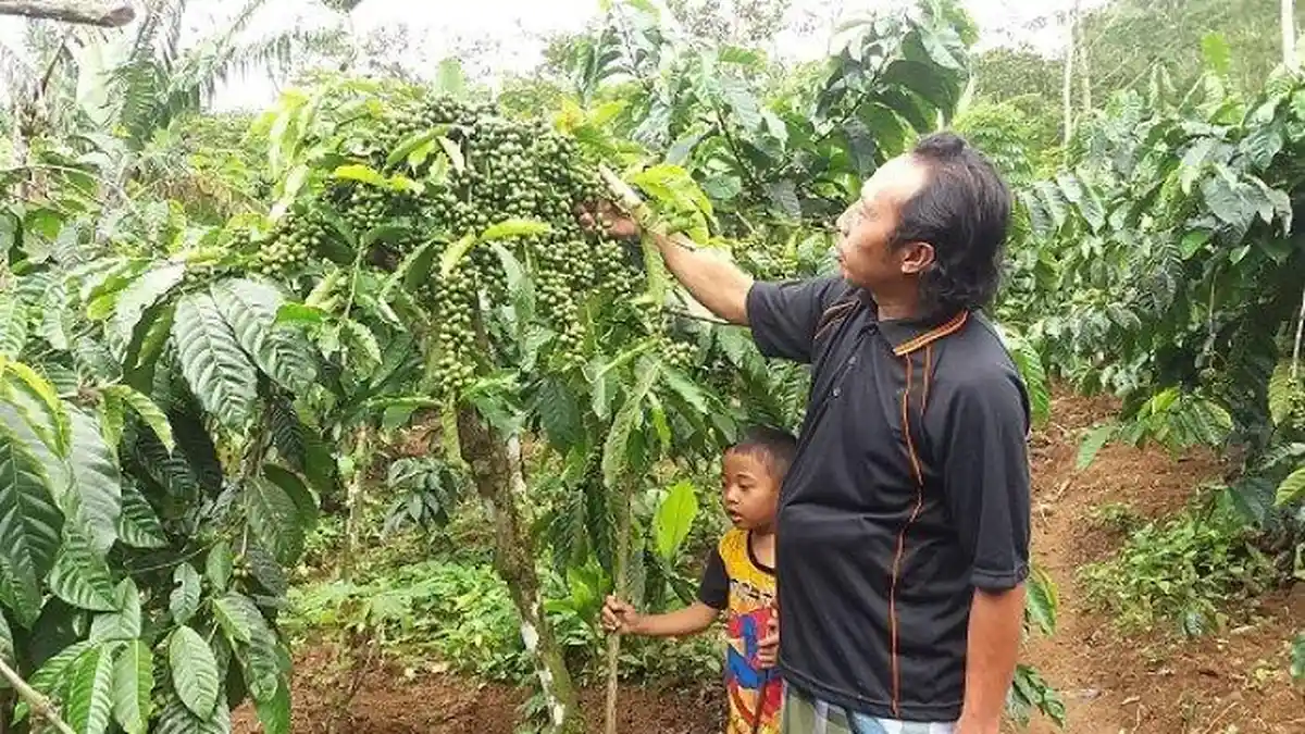 Timur Tengah Beli 38,4 Ton Biji Kopi Robusta Produksi Temanggung